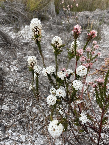 Image of Epacris lanuginosa by (c) Matt Berger, some rights reserved (CC BY)