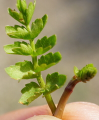 Helosciadium repens