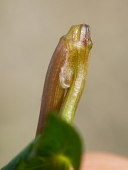 Helosciadium repens