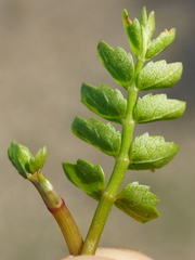 Helosciadium repens