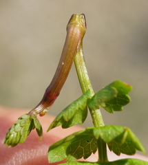 Helosciadium repens