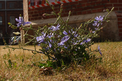 Cichorium intybus