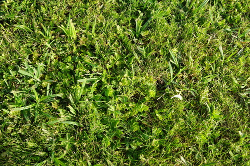 Image of Helosciadium repens by (c) Patrick Hacker, some rights reserved (CC BY)