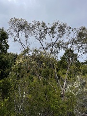 Eucalyptus nitida
