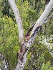 Eucalyptus nitida