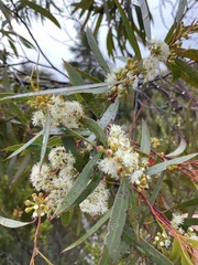Eucalyptus nitida
