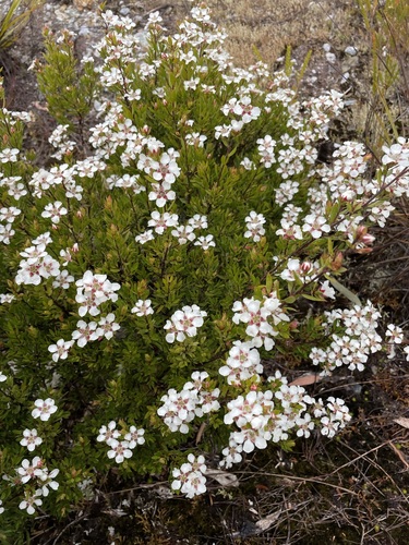Image of Leptospermum nitidum by (c) Matt Berger, some rights reserved (CC BY)