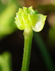 Ranunculus sardous