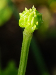 Ranunculus sardous