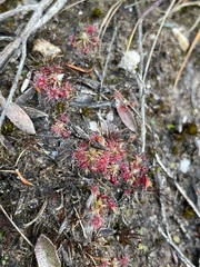 Drosera pygmaea