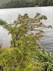 Lagarostrobos franklinii