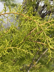 Lagarostrobos franklinii