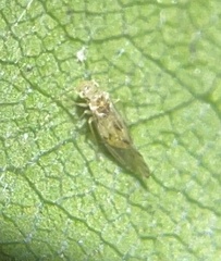 Trichopsocus