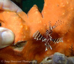 Dendrochirus brachypterus