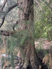 Lagarostrobos franklinii