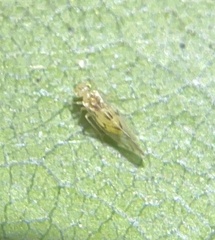 Trichopsocus