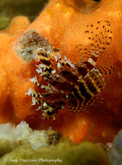 Dendrochirus brachypterus