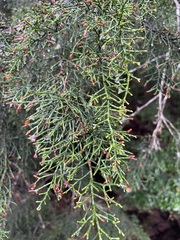 Lagarostrobos franklinii