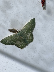 Chloropteryx dealbata