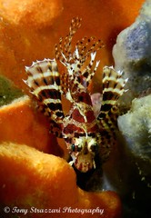 Dendrochirus brachypterus