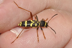 Clytus arietis