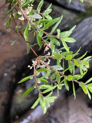 Monotoca glauca