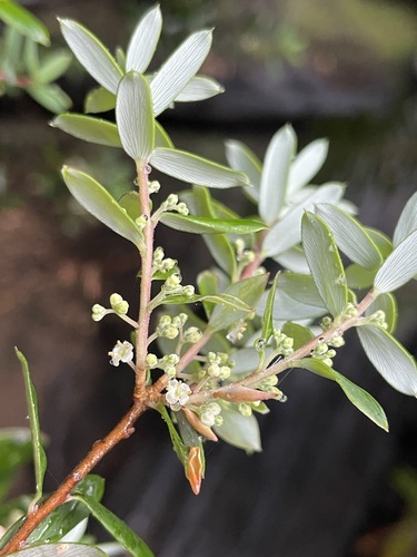 Image of Monotoca glauca by (c) Matt Berger, some rights reserved (CC BY)