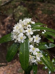Acradenia frankliniae