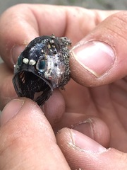 California Headlightfish photo 2