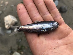 California Headlightfish photo 1