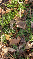 Floerkea proserpinacoides