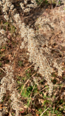 Eupatorium capillifolium