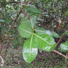 Oecophylla longinoda