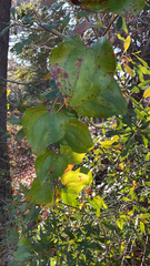 Smilax glauca