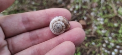 Xerosecta