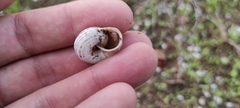 Xerosecta