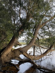 Lagarostrobos franklinii