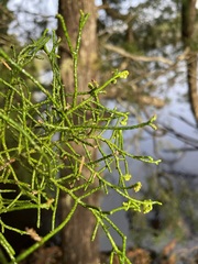 Lagarostrobos franklinii