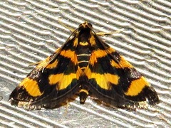 Spilomelinae