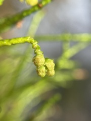 Lagarostrobos franklinii