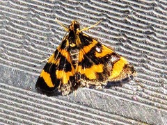 Spilomelinae