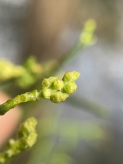 Lagarostrobos franklinii