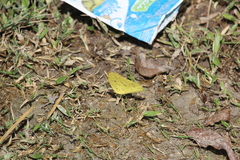 Phoebis philea
