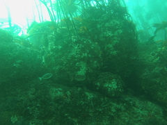 Boopsoidea inornata