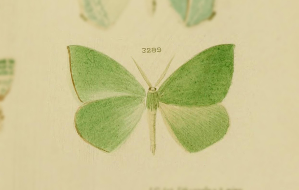 Geometra fragilis
