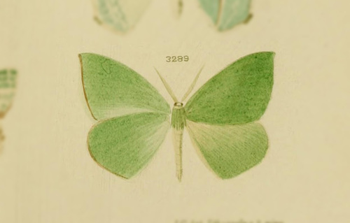 Geometra fragilis