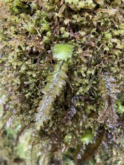 Cyathophorum bulbosum