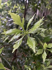 Phyllocladus aspleniifolius