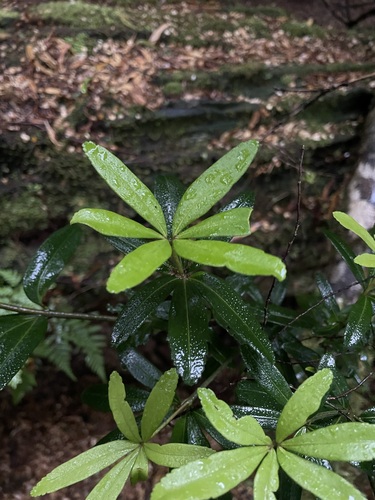 Image of whity wood by (c) Matt Berger, some rights reserved (CC BY)