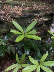 Acradenia frankliniae